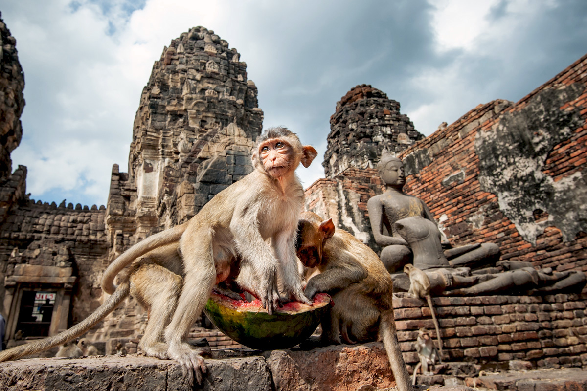 Thailand has a great many festivals, some vibrant and boisterous, others more sober in mood. One of the most unusual is the Monkey Buffet Festival, held annually in Lophburi. Read on to discover more about this simian banquet and the reasons why.
