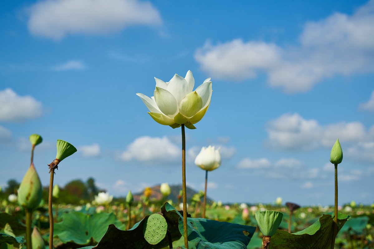THE LOTUS FLOWER – POTENT SYMBOL OF FAITH AND BIOLOGICAL WONDER