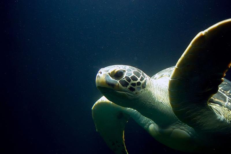 The Phuket  Aquarium offers a safe haven for endangered turtles